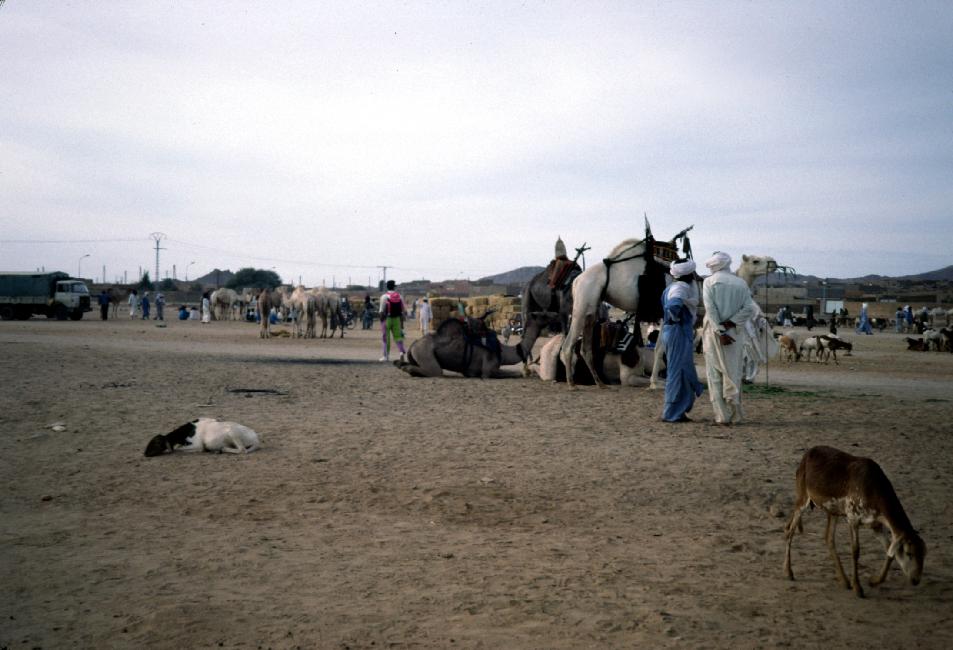 Le marché aux chameaux de Tamanrasset 