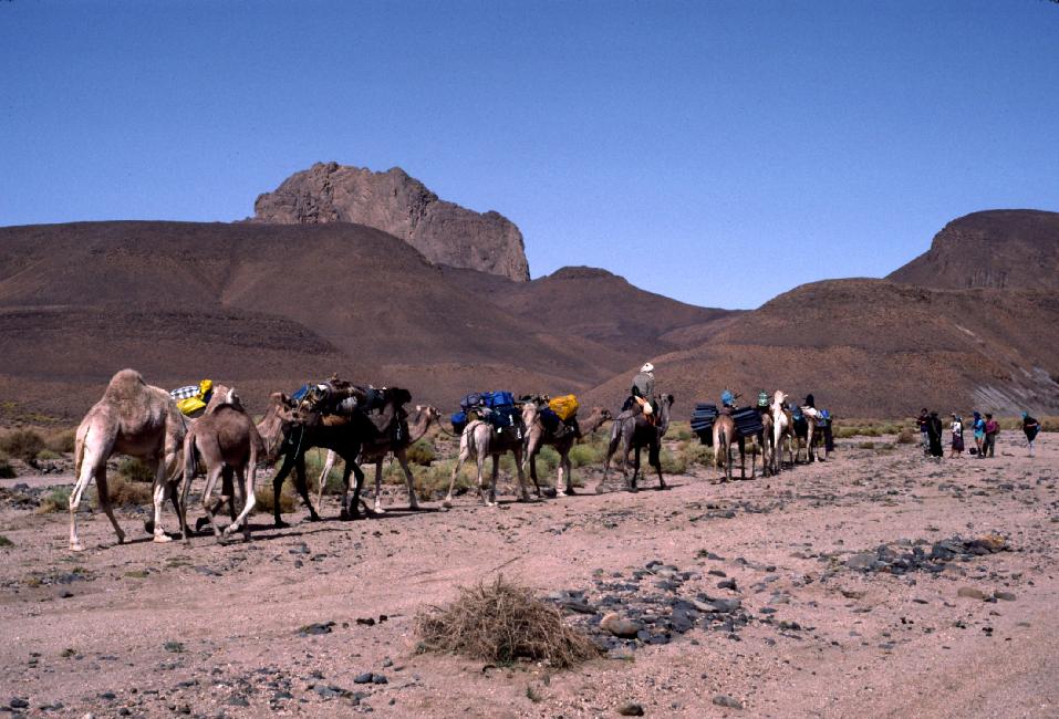 La caravane de chameaux porte nos bagages 