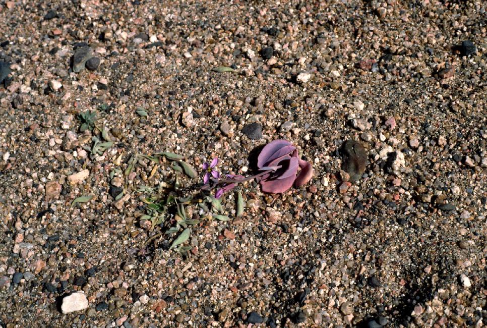 Fleur, non identifiée 