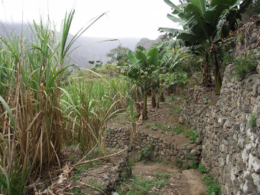 Ribeira de Paul ; cannes à sucre et bananiers