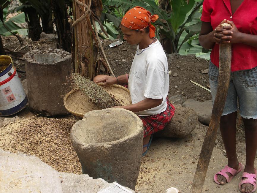 Ribeira Grande ; séparation des grains de café