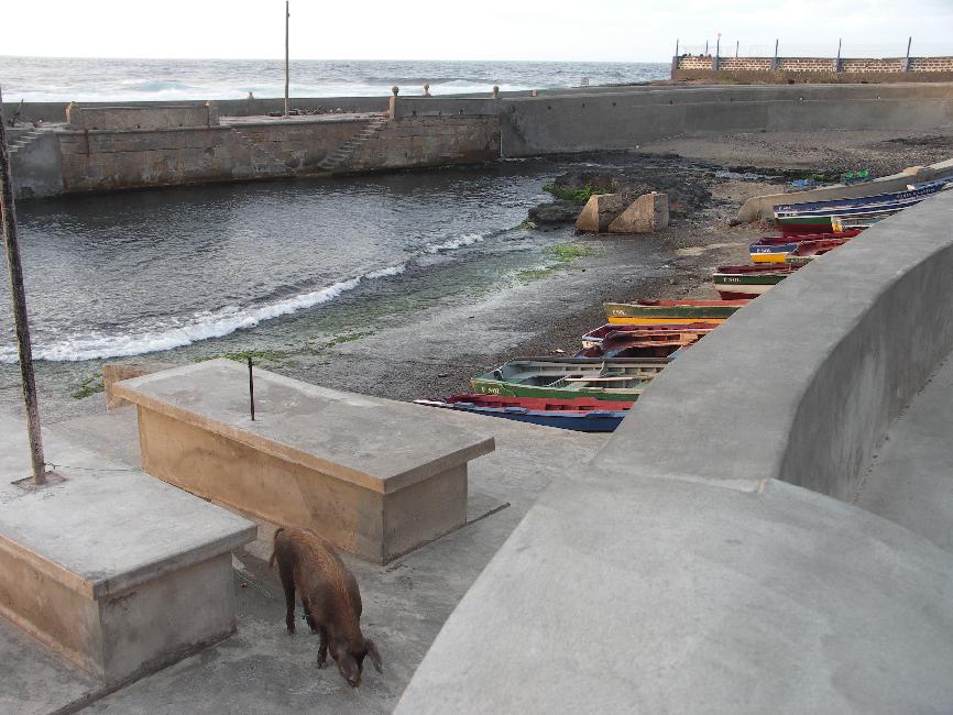 Ponta do Sol ; porc sur fond de port au soleil couchant