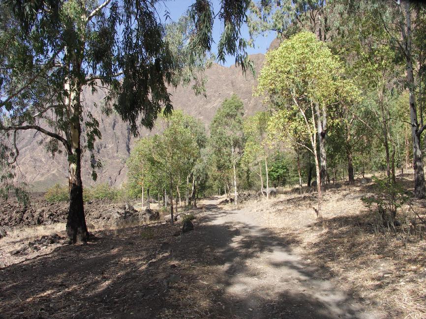 Une forêt inattendue occupe le flanc du volcan, sous Cha das Caldeiras