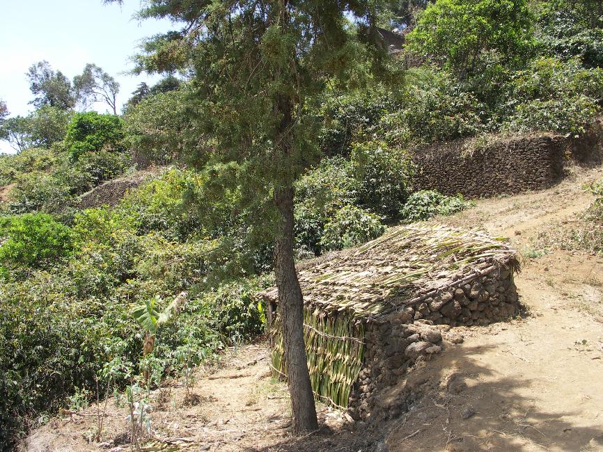 Abri au milieu des plantations, entre Bangaeira et Pai Antonio