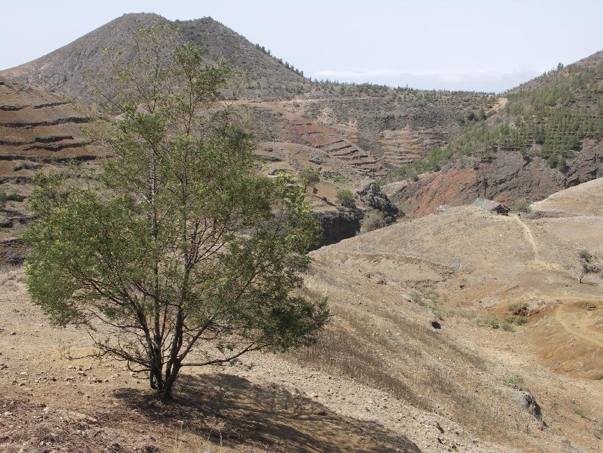 Agua das Caldeiras ; début de la balade, à travers les champs