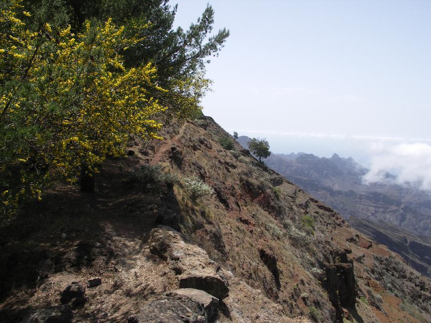 Versant Nord de la crête ; mimosas 
