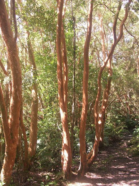 Le tronc des arrayans est lisse et glacé