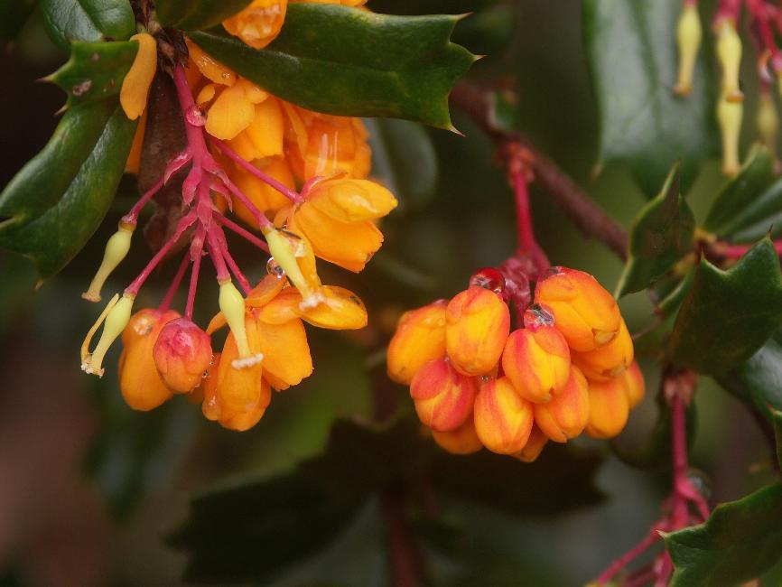 Fleurs, dans la montée du sanctuaire de Cani