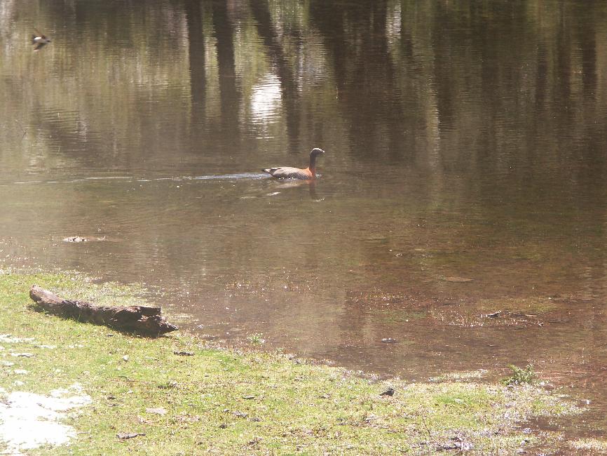 Oie, sur la laguna seca (sanctuaire de Cani)