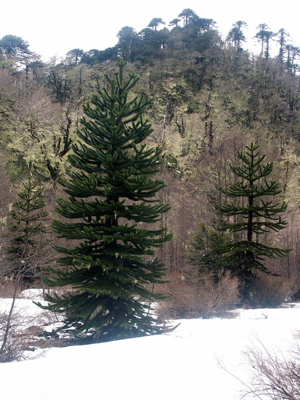 Araucaria, au pied du mirador du sanctuaire de Cani