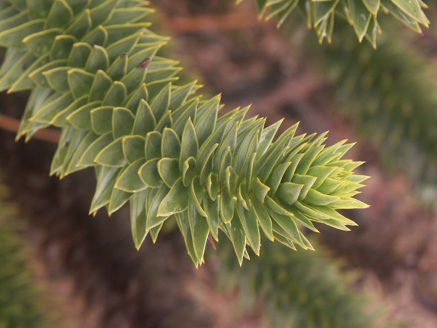 Branche d'Araucaria (mirador du sanctuaire de Cani)
