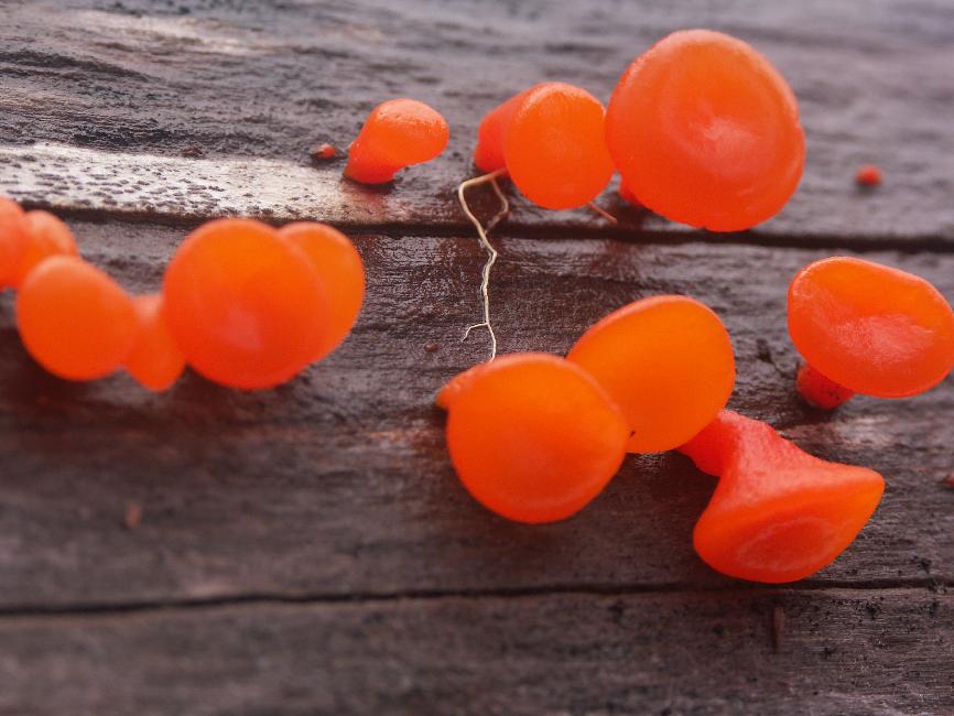 Champignons, au sanctuaire de Cani