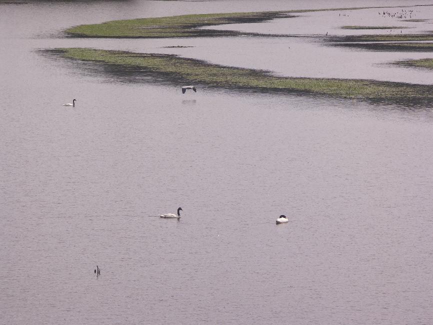 Cygne à tête noire