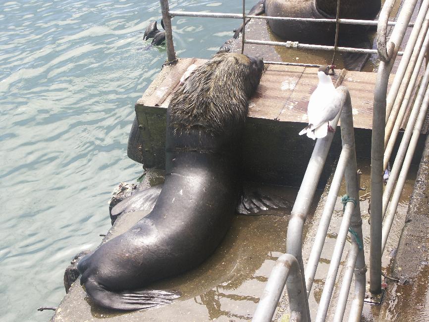 Ce lion de mer attend paresseusement les déchets de poissons 