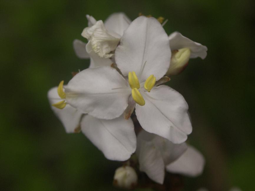 Fleur ominiprésente, que nous n'avons pas réussi à identifier