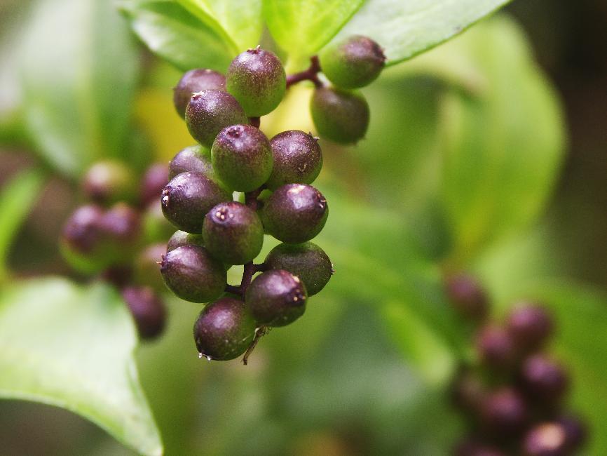 Baies, près de la Laguna Verde