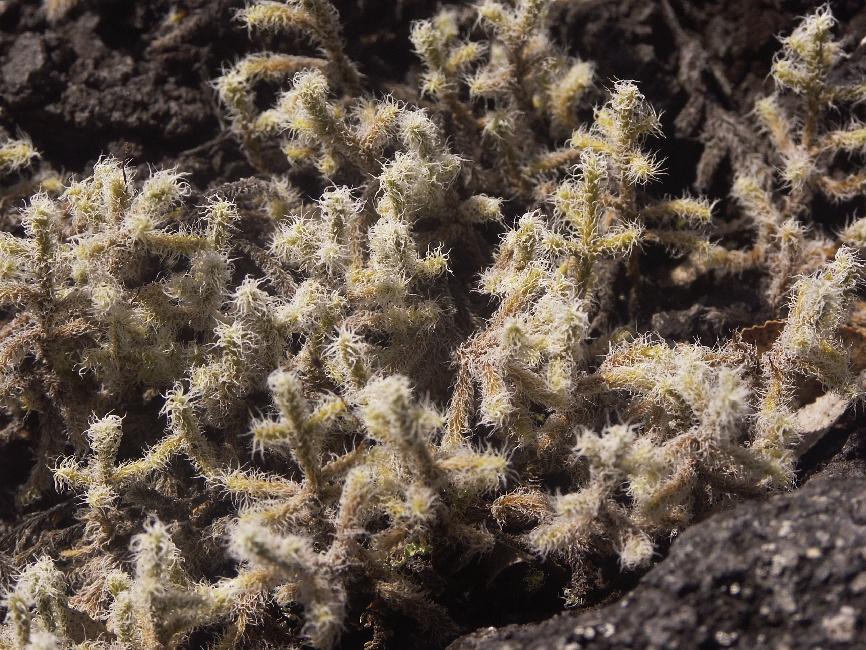 Lichen, sur les flancs de l'Osorno