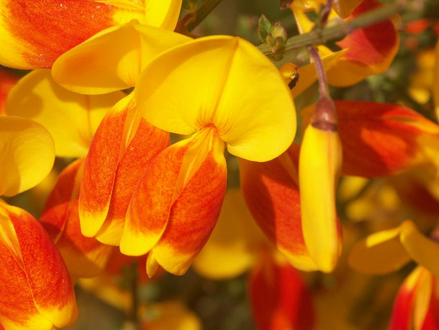 Genêts bicolores (piste vers le lac de Todos los Santos)