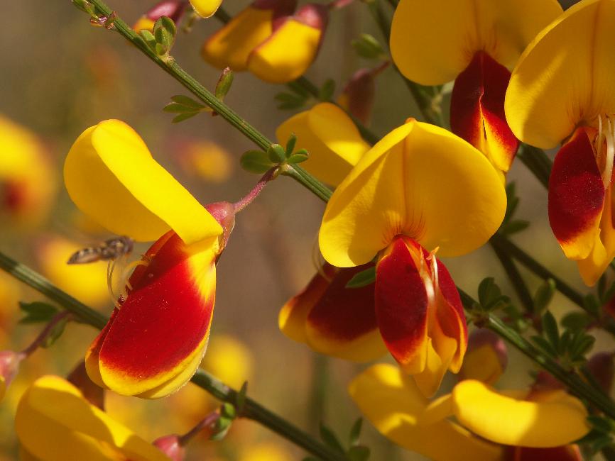 Genêts bicolores (piste vers le lac de Todos los Santos)