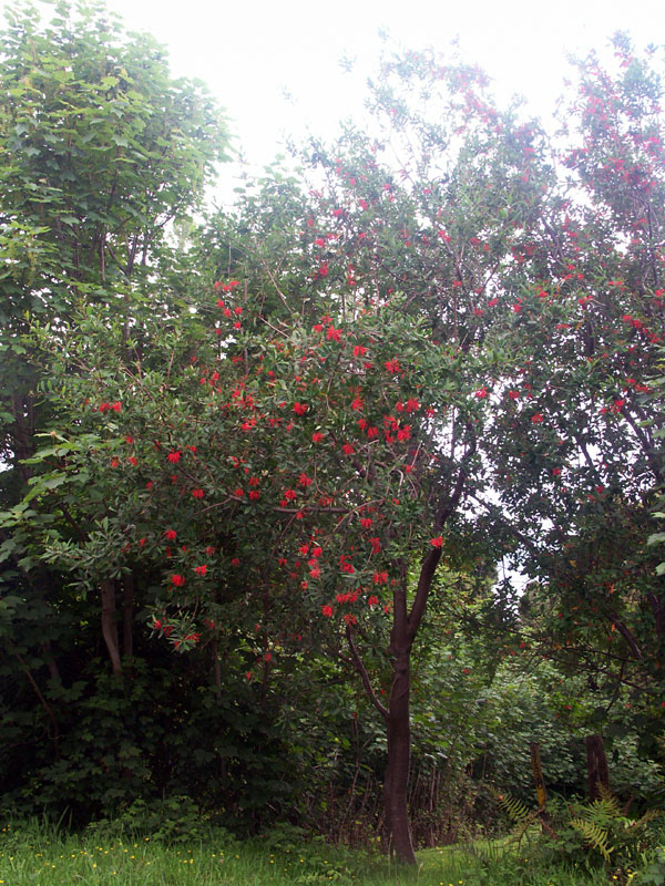 Notro (rives du lac Llanquihue)