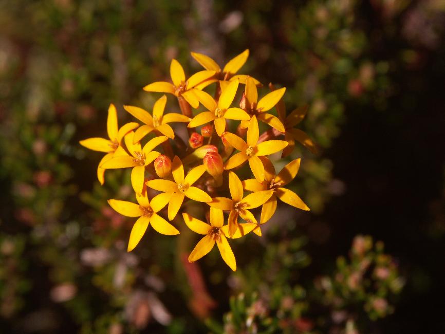 Fleurs sur les flancs de l'Osorno