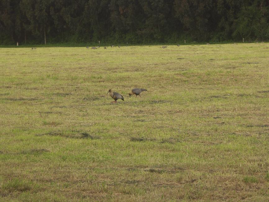 Ibis rouges, sur les rives du Llanquihue