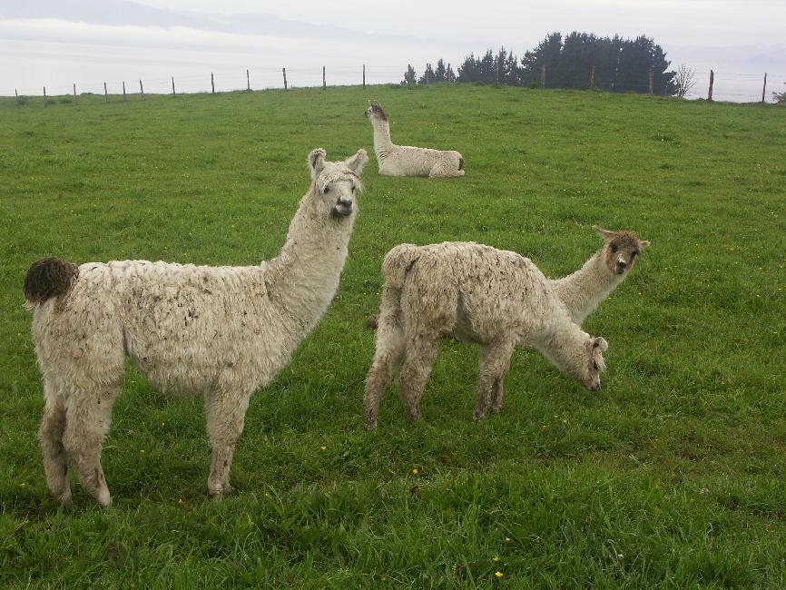 Alpagas ; au fond, lama accroupi