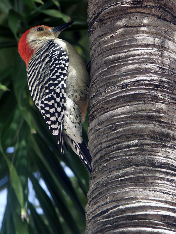 Espèce de pivert, à Miami