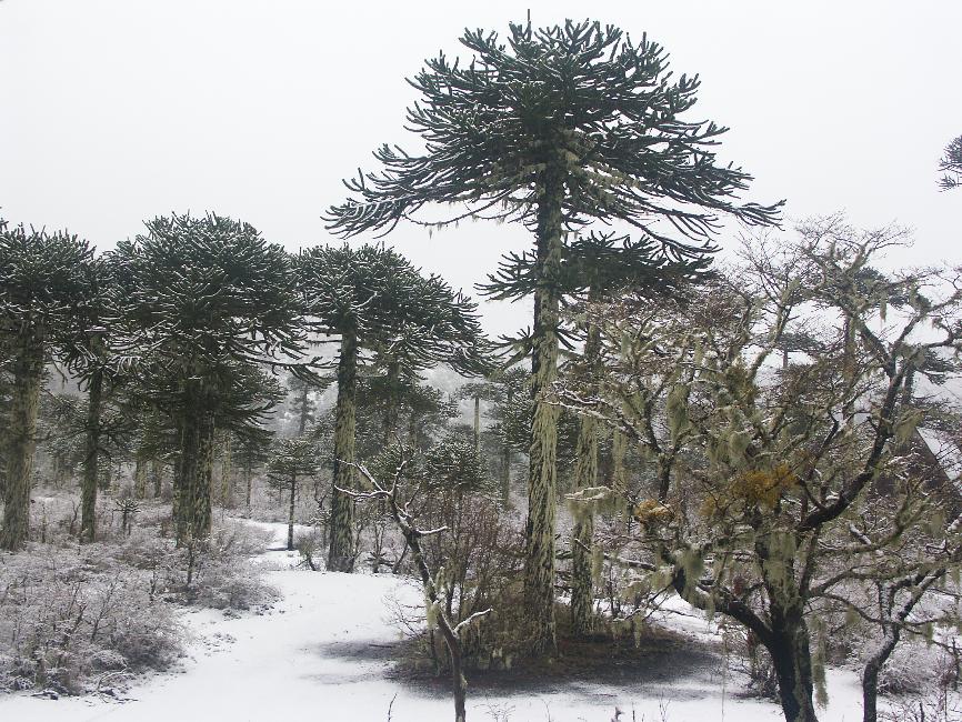 Surprise au réveil : les araucarias se détachent dans le paysage enneigé