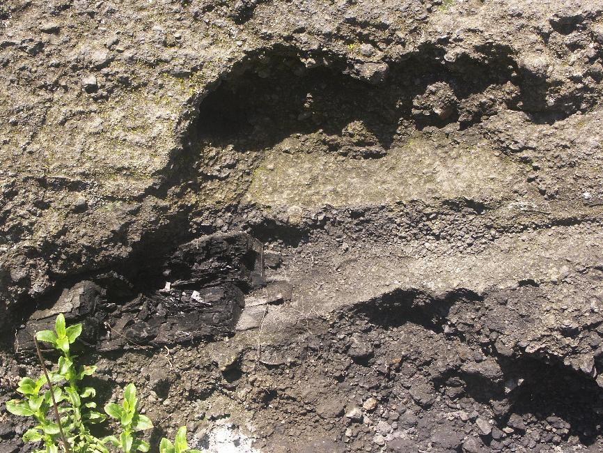 Arbres carbonisés : ces arbres pris dans les cendres se sont transformés en charbon de bois