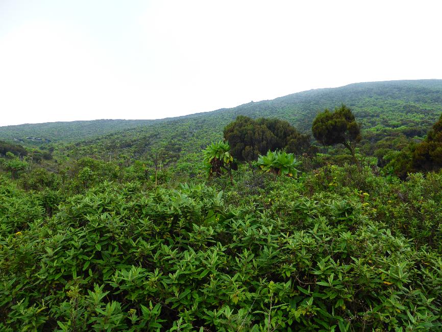 Dernière montée vers le sommet
