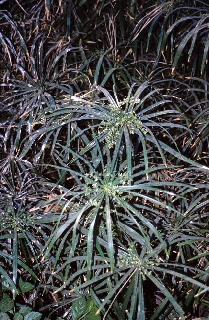 Enfin du payrus, dont on nous parle toujours !