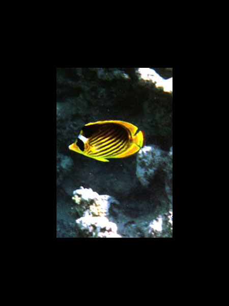 De magnifiques poissons à quelques centimètres de fond