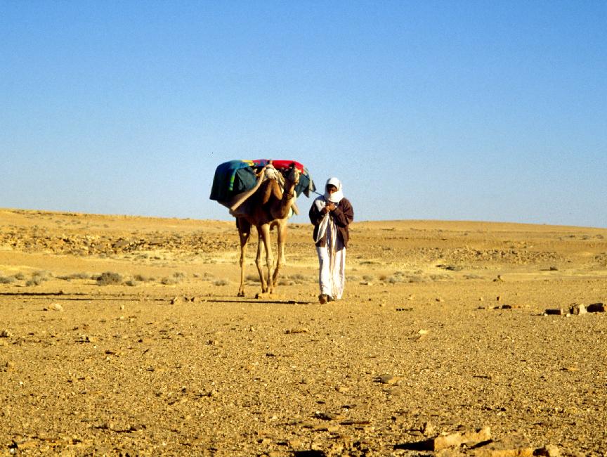 Transport des bagages : les chameaux suivent notre itinéraire
