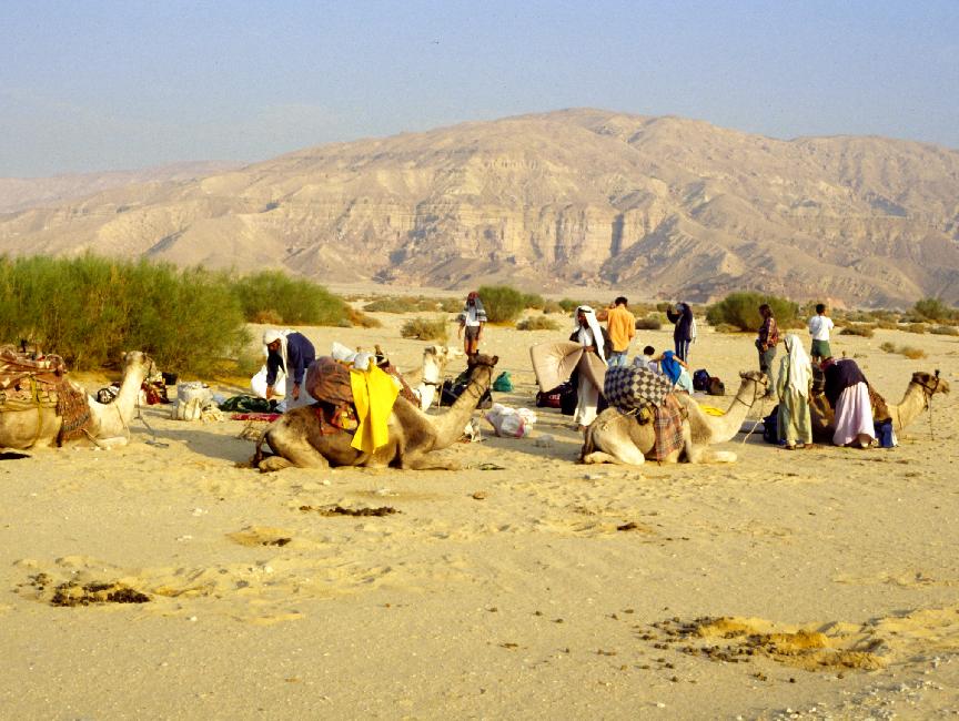 Démontage du bivouac et chargement des chameaux