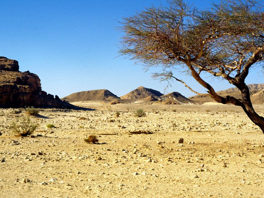 De rares arbres poussent dans le désert ; leur ombre est très prisée !
