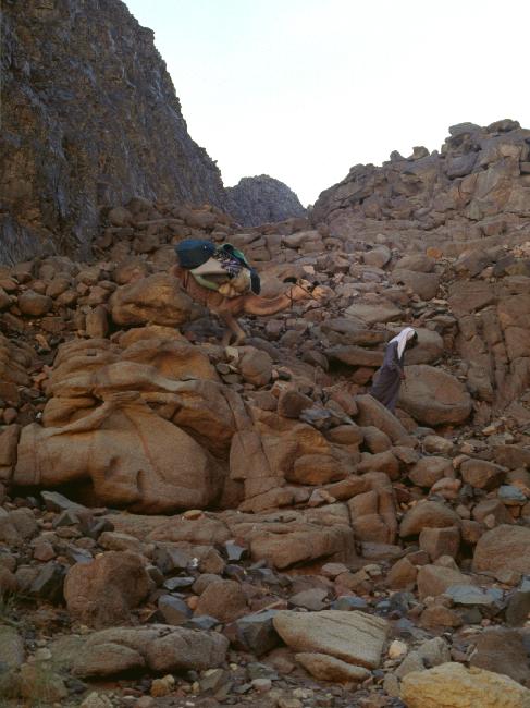 Les chameaux passent même dans des endroits difficiles ; mais sans passager !