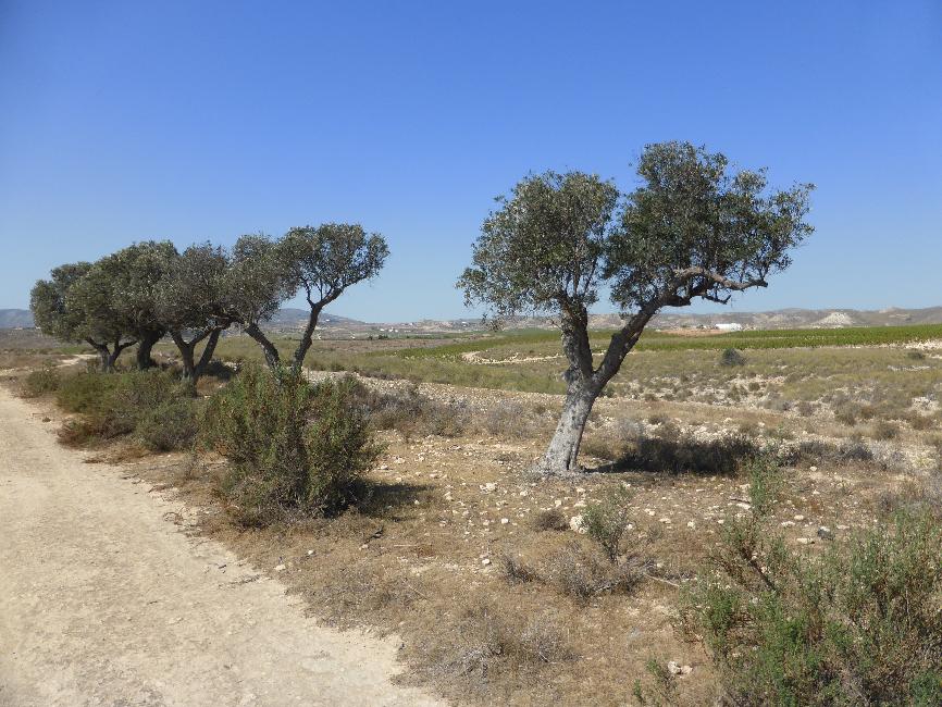 Balade de l'olivier millénaire