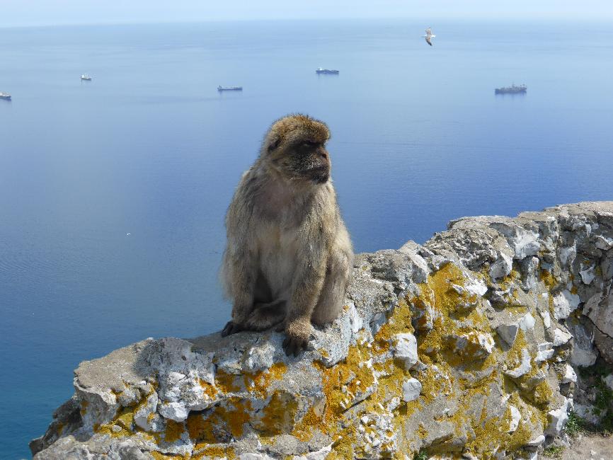 Gibraltar ; macaque sur le rocher