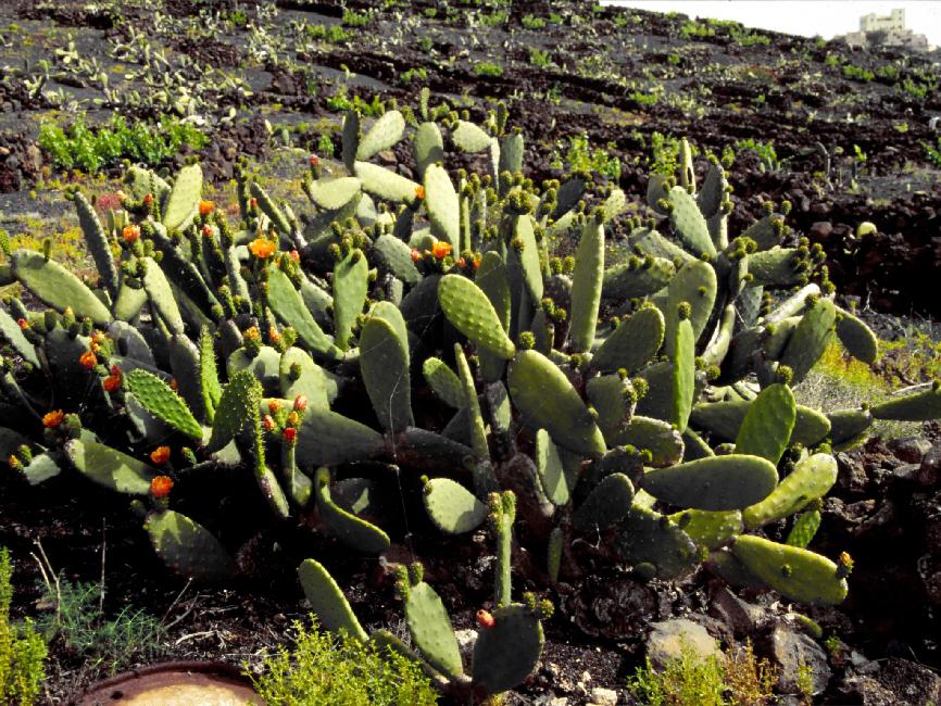 Flanc du Monte Corona ; figuier de Barbarie 