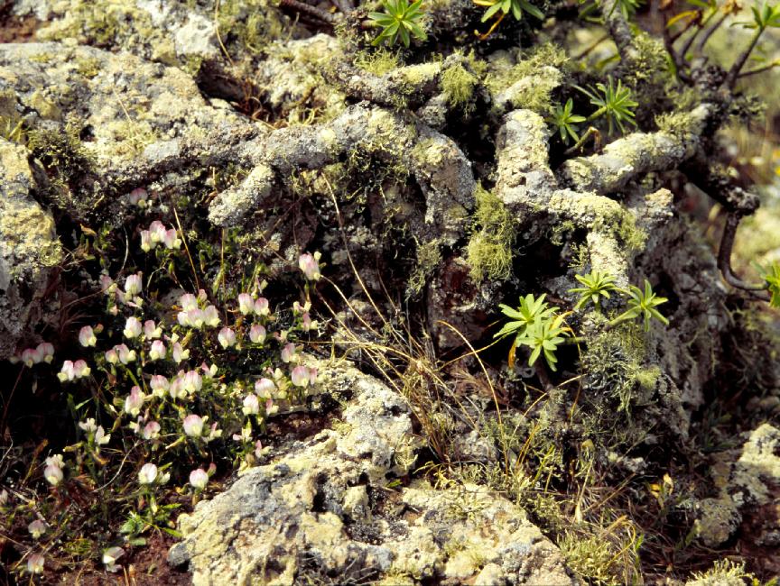 Flore du Monte Corona 