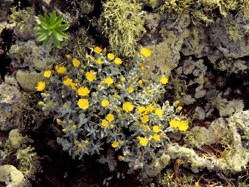 Flore du Monte Corona 