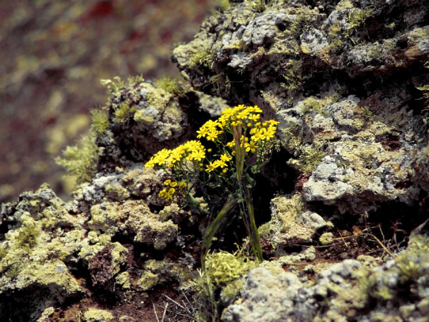 Flore du Monte Corona 