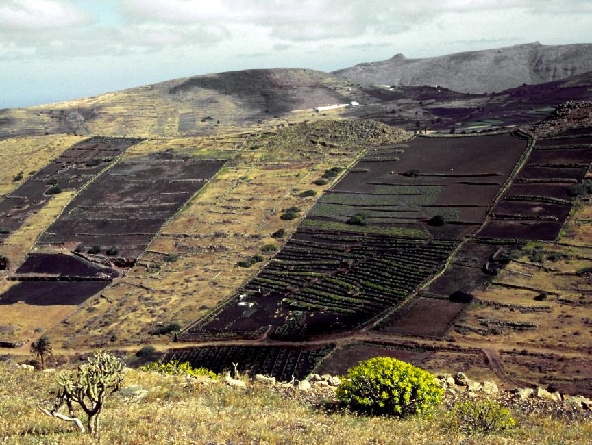 Côte Nord ; terrasses de culture 