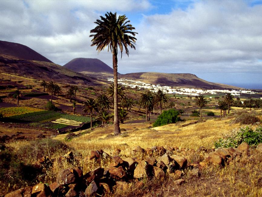 Palmier, près du village de Haria 