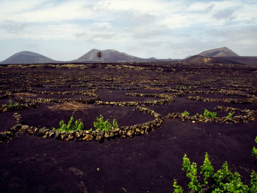 Culture de vigne dans la Geria 
