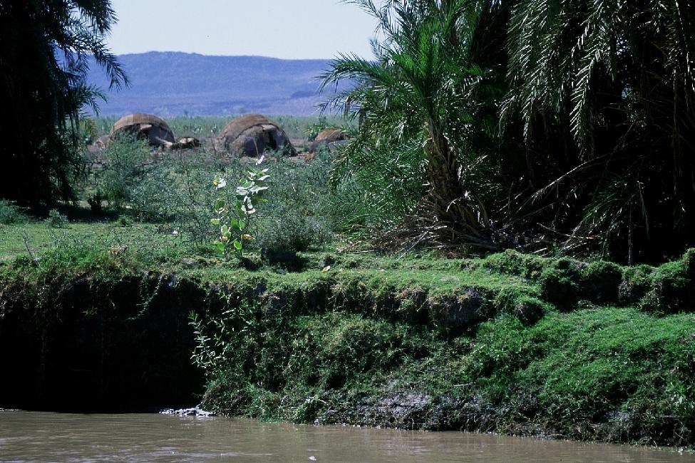 Un crocodile se repose devant deux toukouls