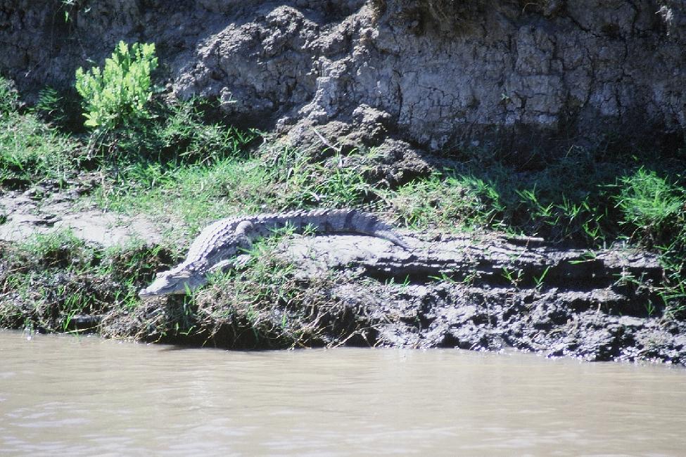 Nous avons dérangé ce crocodile : il part se rafraîchir