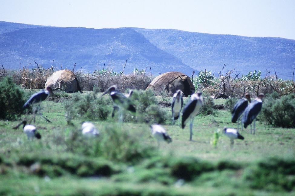 Marabouts, ibis et toukouls