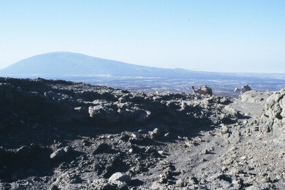 Au petit matin, arrivée des dromadaires sur la crête de la caldeira